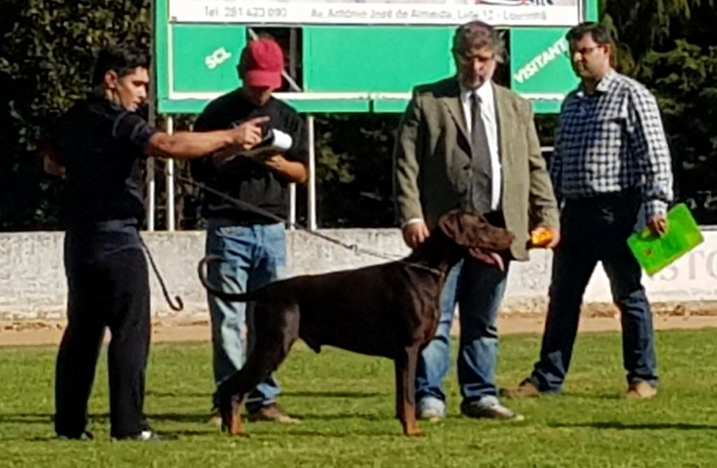 CH. Limoncello Des Brumes De Kalhan - 1er exc classe ouverte, CAC