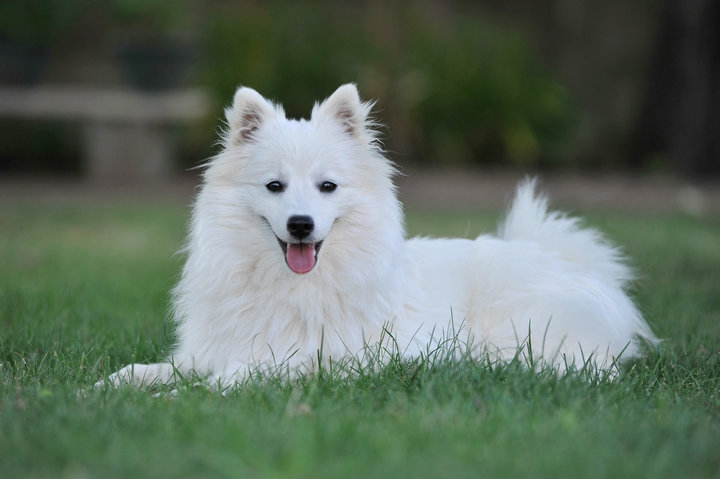 Emiko Of Fantasia Lover Land