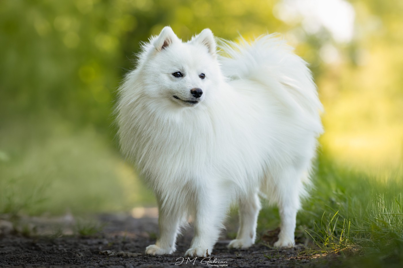 Vascendo stella morningstar Of Fantasia Lover Land