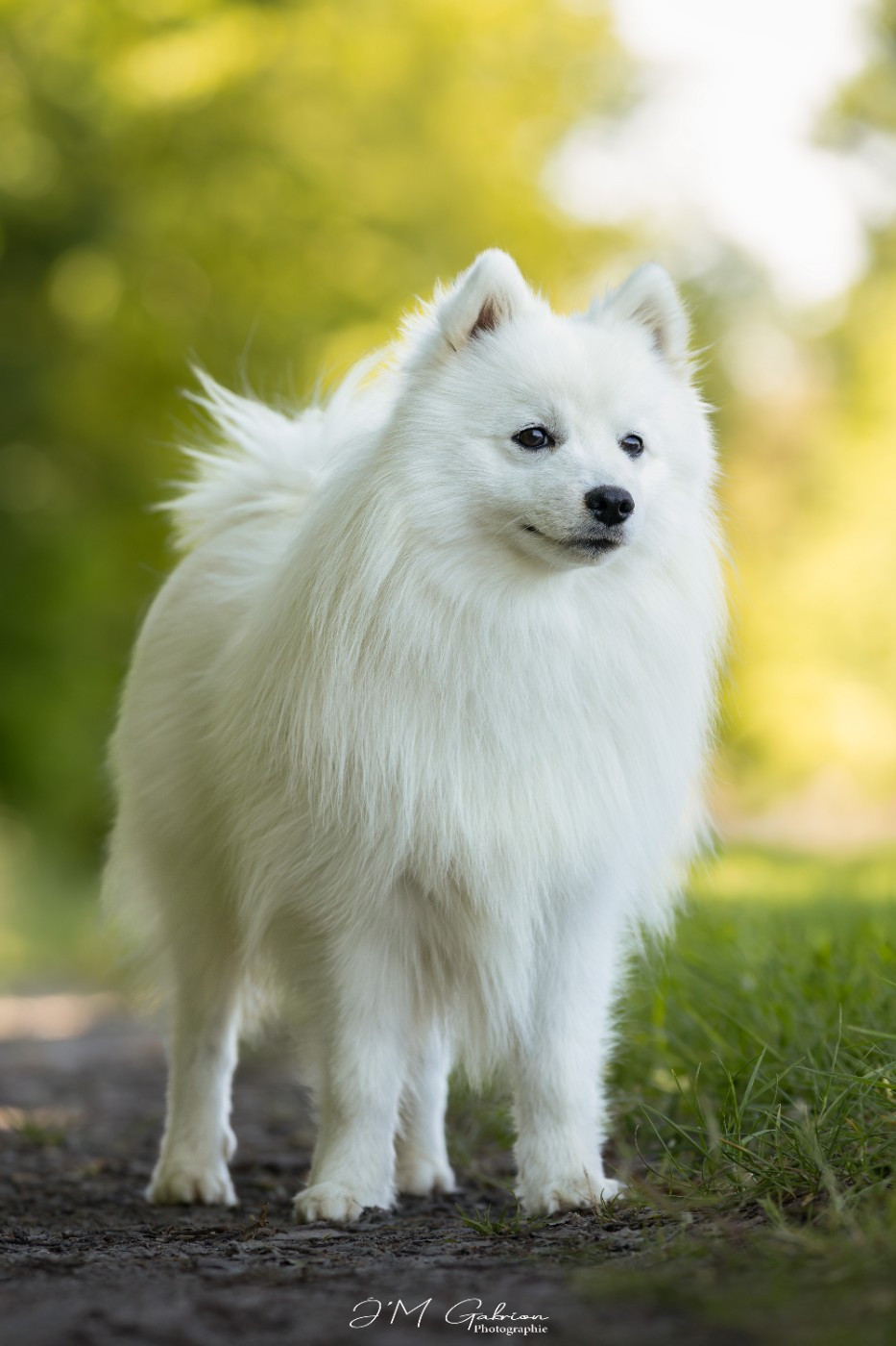 Vascendo stella morningstar Of Fantasia Lover Land