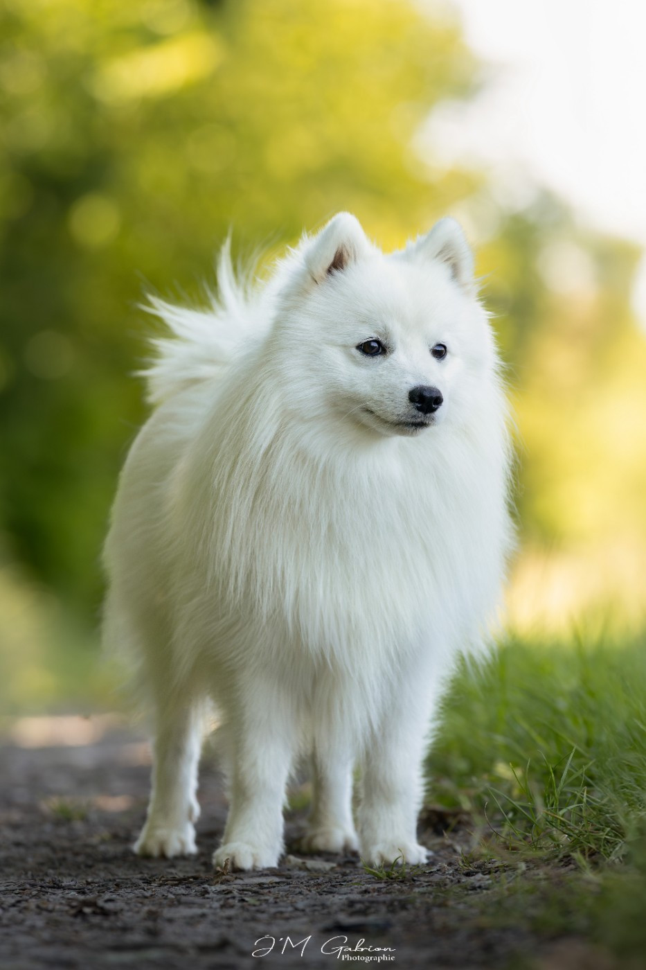 Vascendo stella morningstar Of Fantasia Lover Land