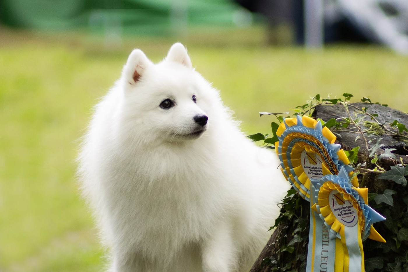 Vascendo stella morningstar Of Fantasia Lover Land