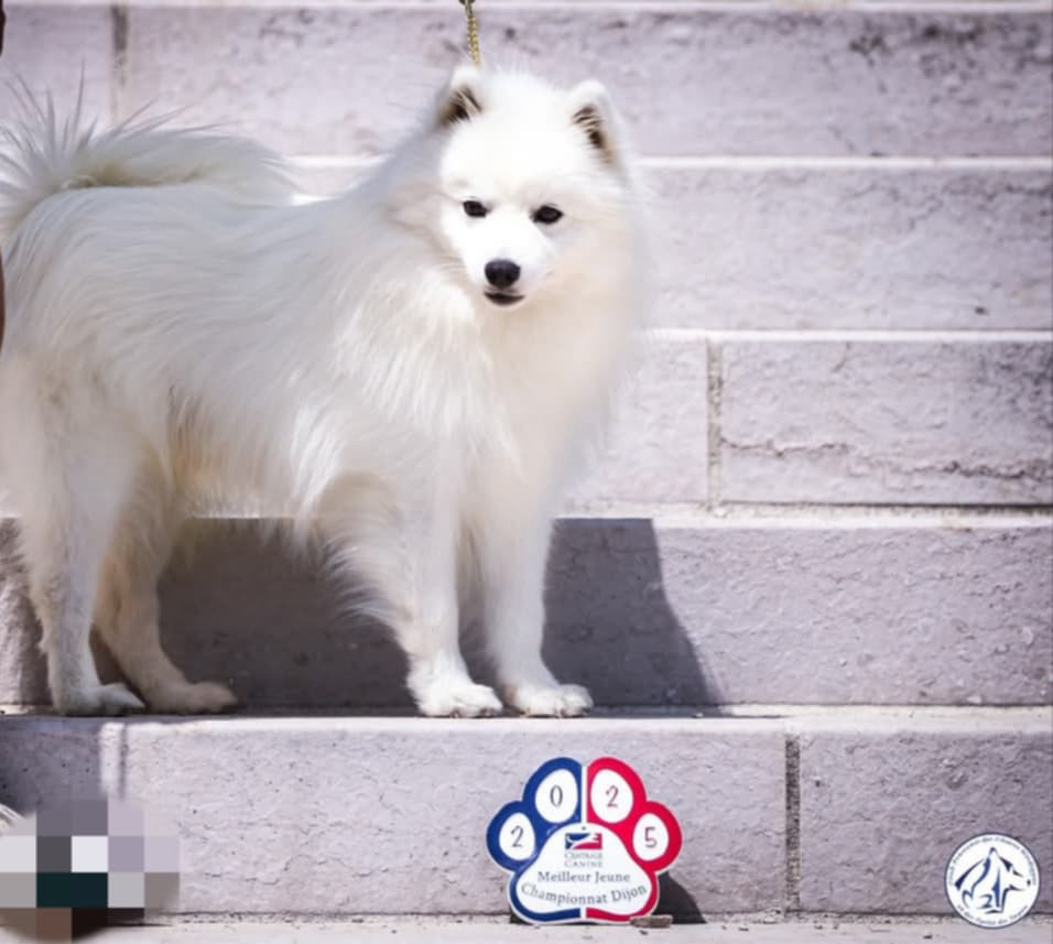 Vascendo stella morningstar Of Fantasia Lover Land