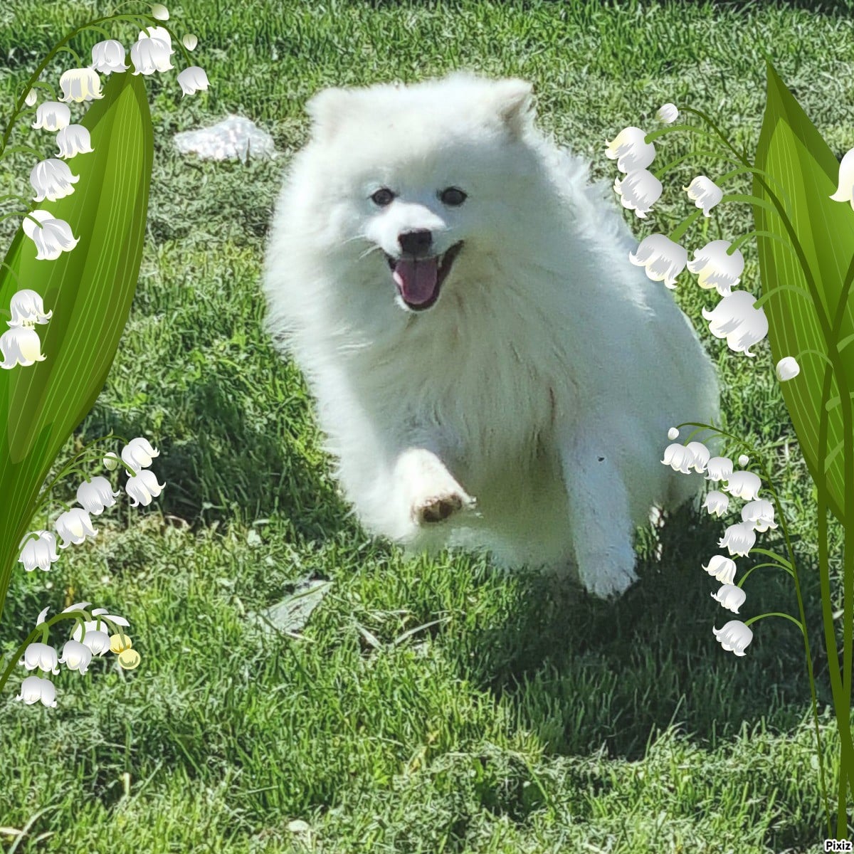 Vvanpaku albedo Kami No Ookami