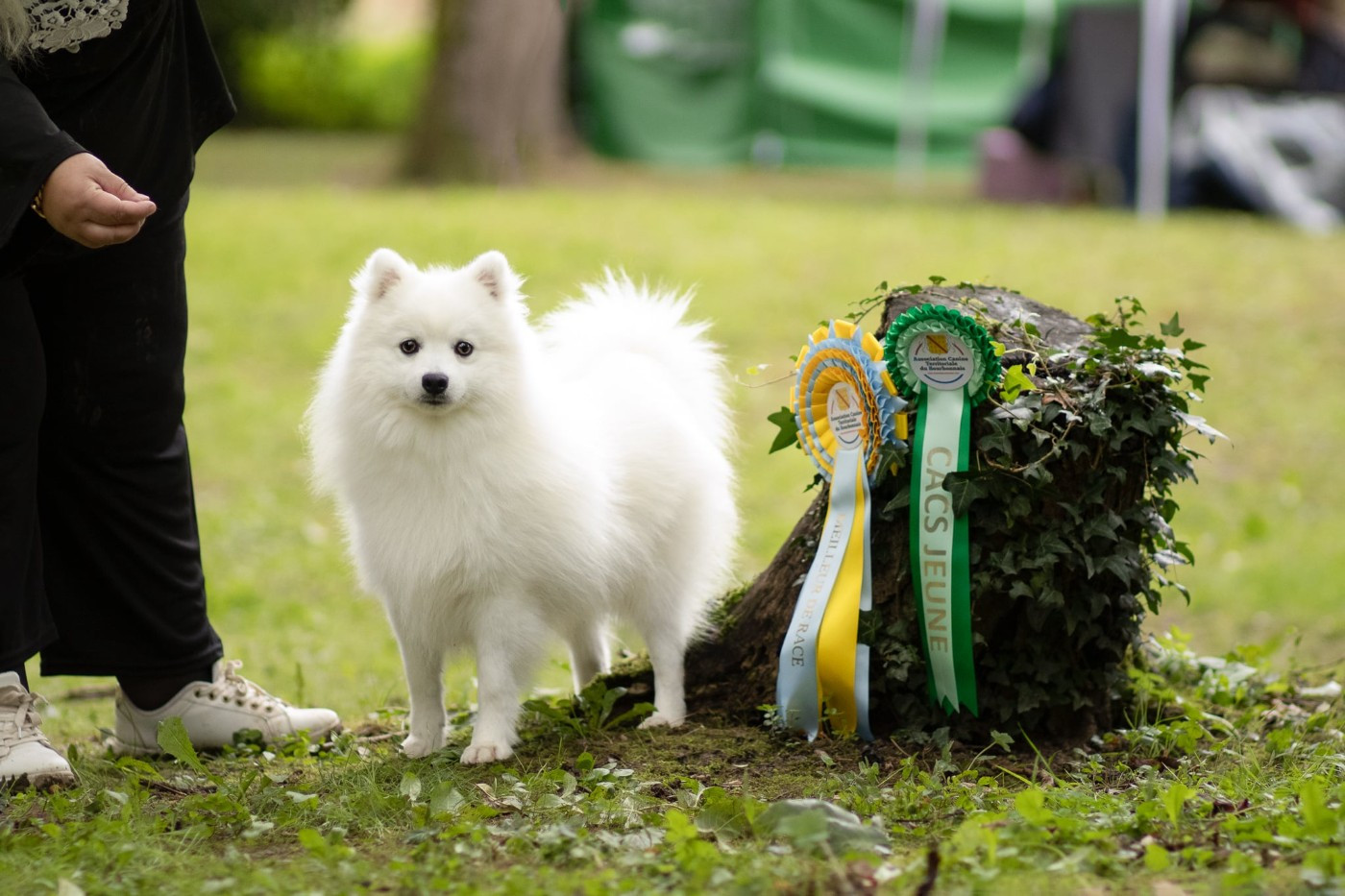 Vvanpaku albedo Kami No Ookami
