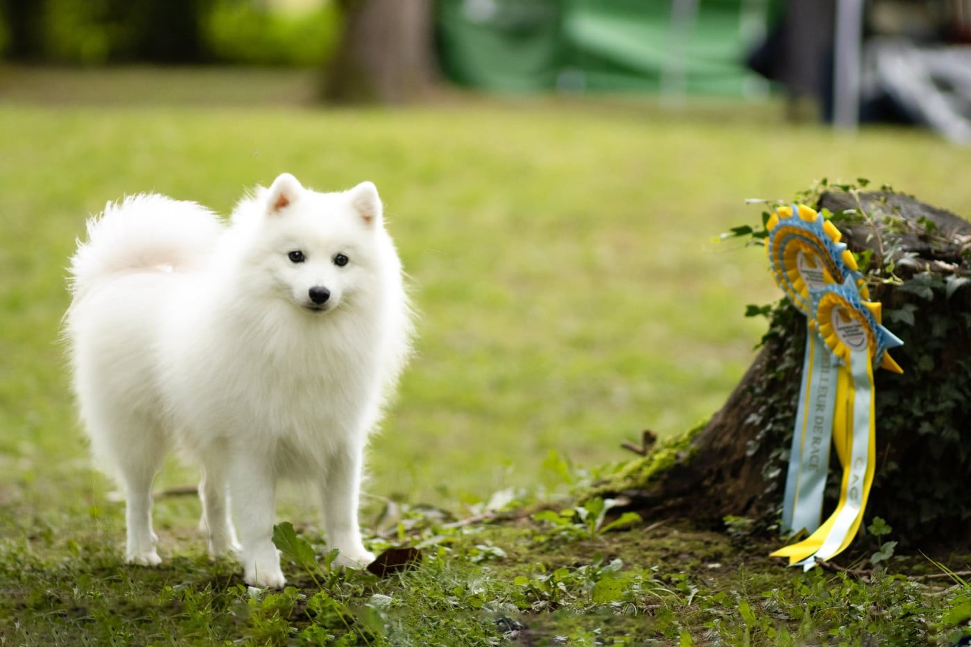 Vvanpaku albedo Kami No Ookami