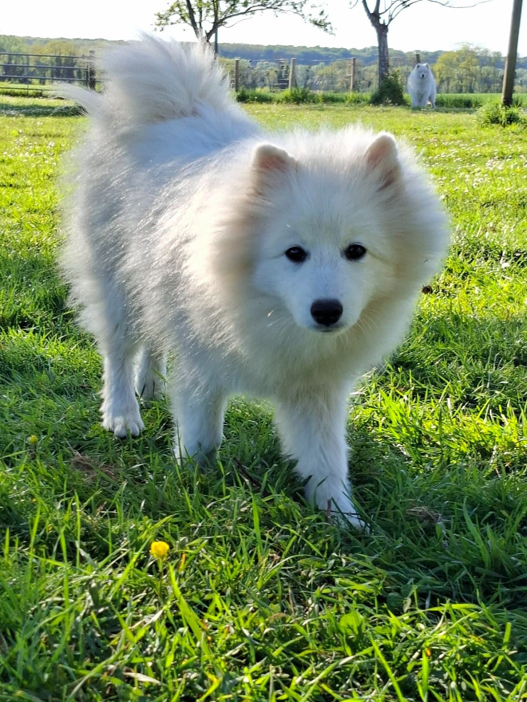 AMEENA STAR JACOB BLACK  Of Fantasia Lover Land