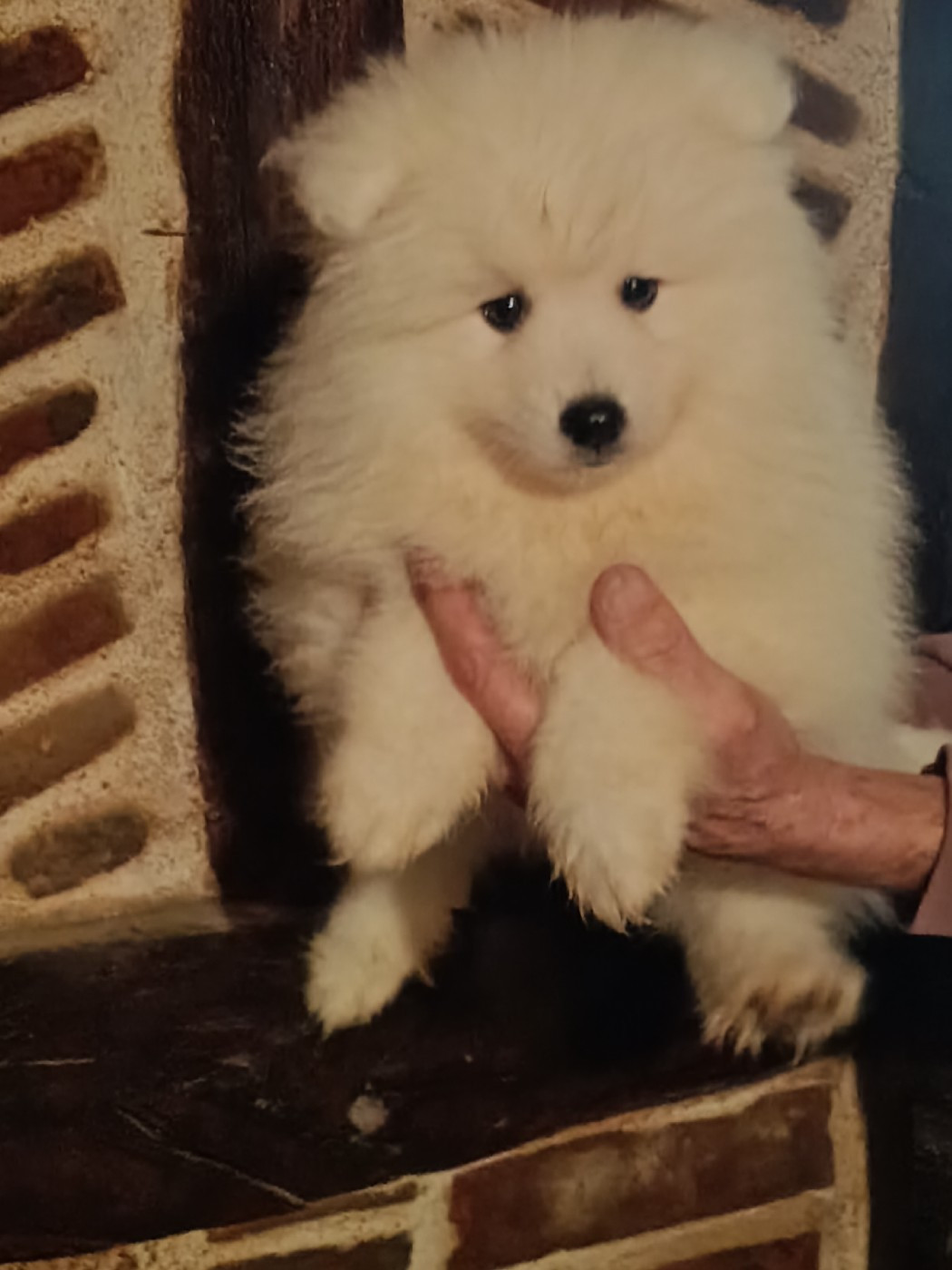 AMEENA STAR JACOB BLACK  Of Fantasia Lover Land