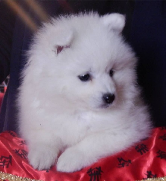 Janna the snow bear Of Fantasia Lover Land