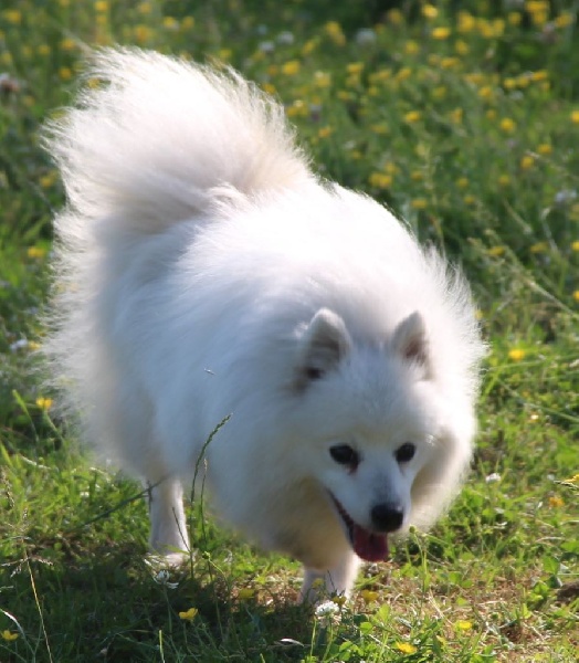 Publication : du Pays de Brocéliande Auteur : legros laetitia