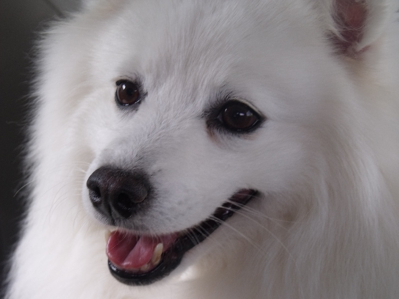 Emiko Of Fantasia Lover Land