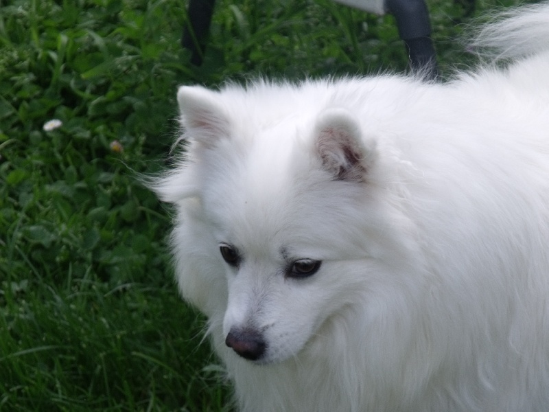 Emiko Of Fantasia Lover Land