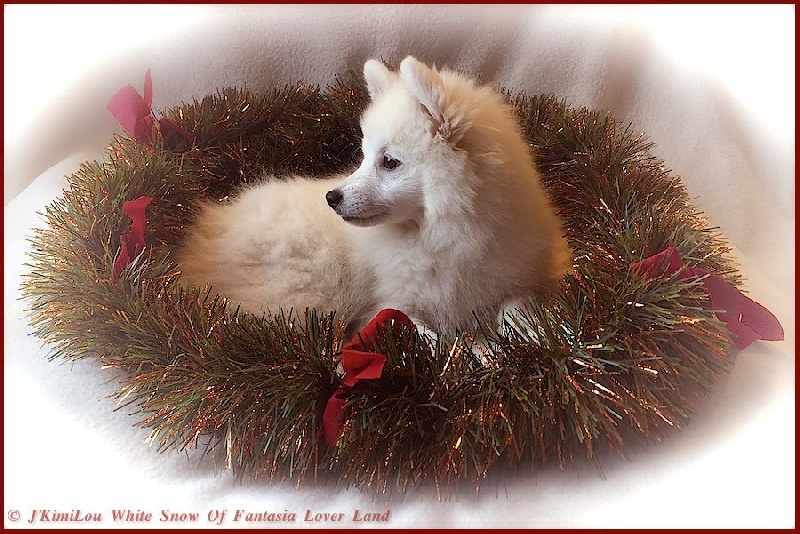 CH. J'kimilou white snow Of Fantasia Lover Land