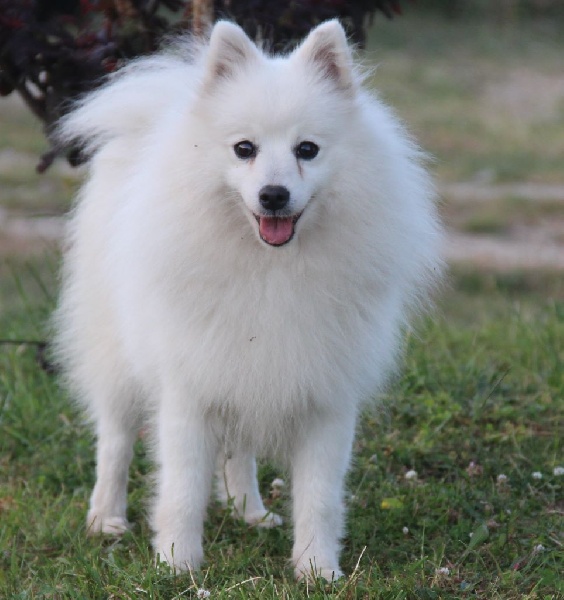 Publication : du Pays de Brocéliande Auteur : legros laetitia