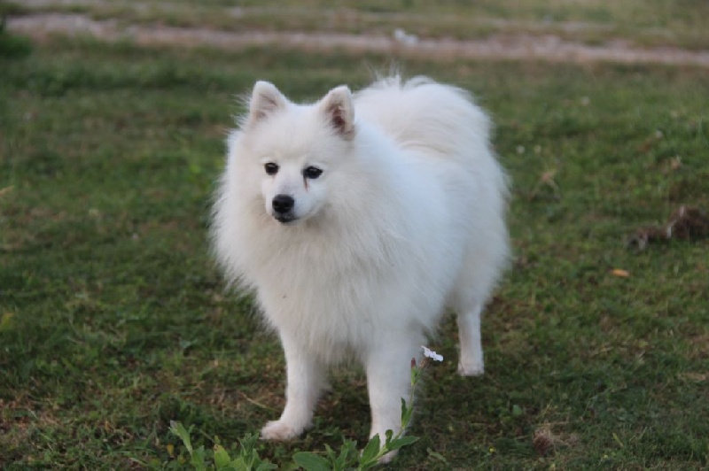 Publication : du Pays de Brocéliande Auteur : legros laetitia