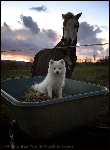 CH. J'kimilou white snow Of Fantasia Lover Land