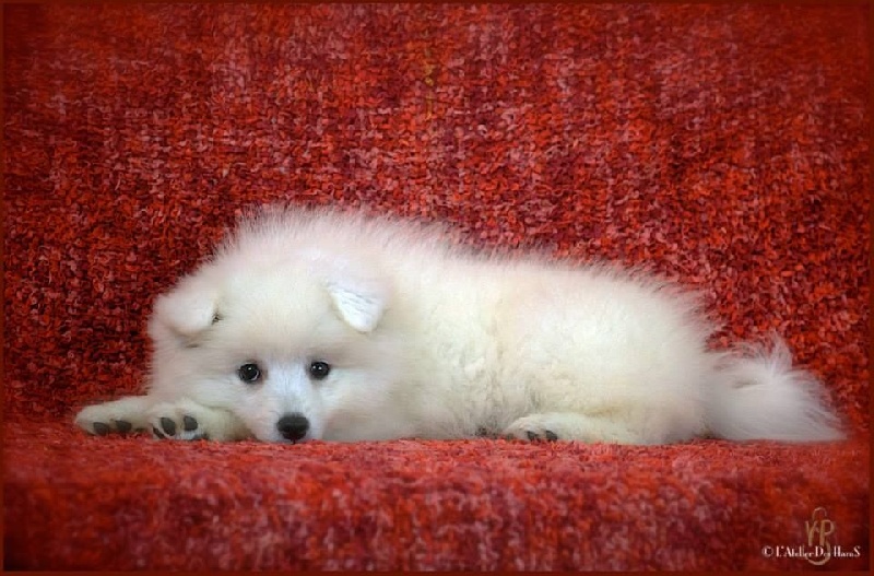 CH. J'kimilou white snow Of Fantasia Lover Land