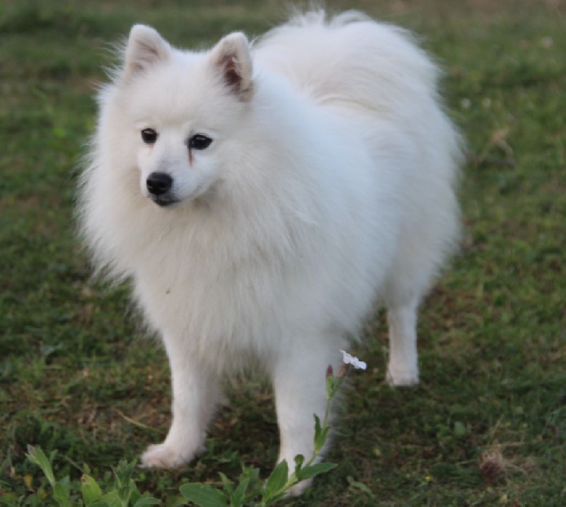Publication : du Pays de Brocéliande Auteur : legros laetitia