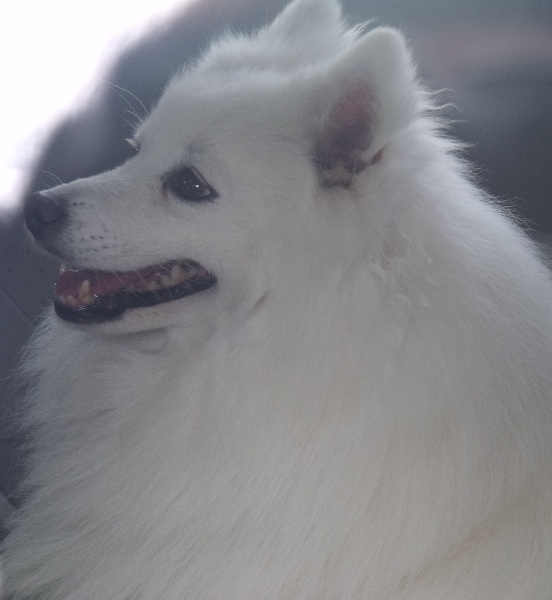 Emiko Of Fantasia Lover Land