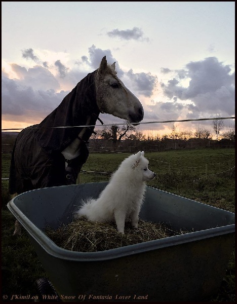 CH. J'kimilou white snow Of Fantasia Lover Land