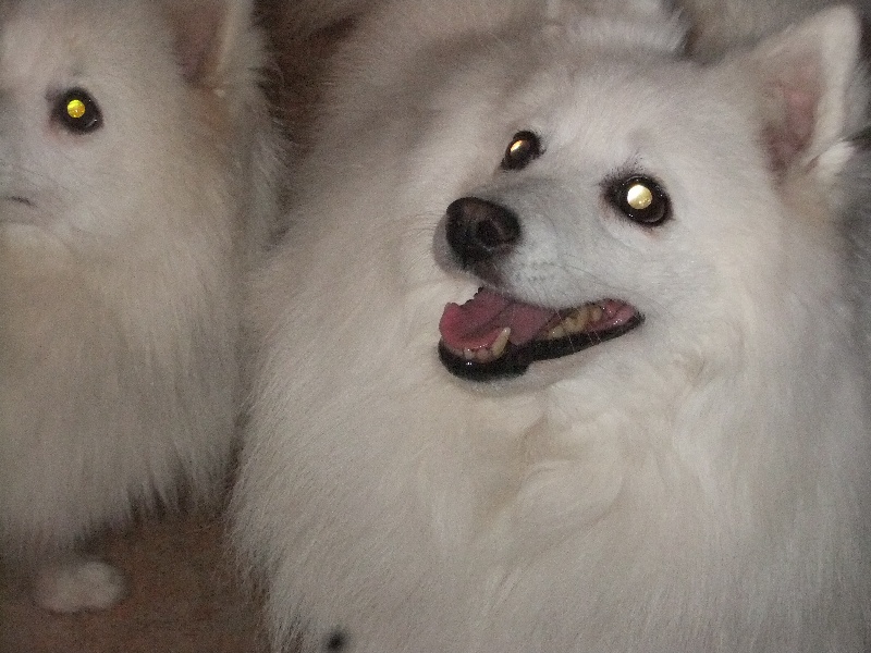 Emiko Of Fantasia Lover Land