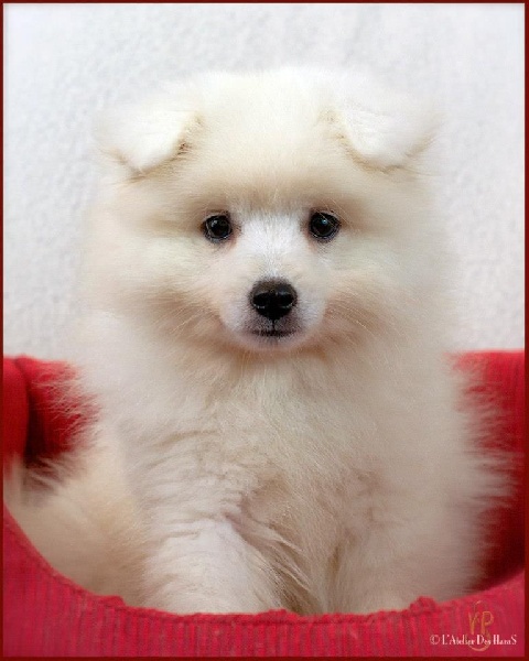 CH. J'kimilou white snow Of Fantasia Lover Land