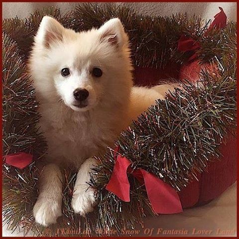 CH. J'kimilou white snow Of Fantasia Lover Land