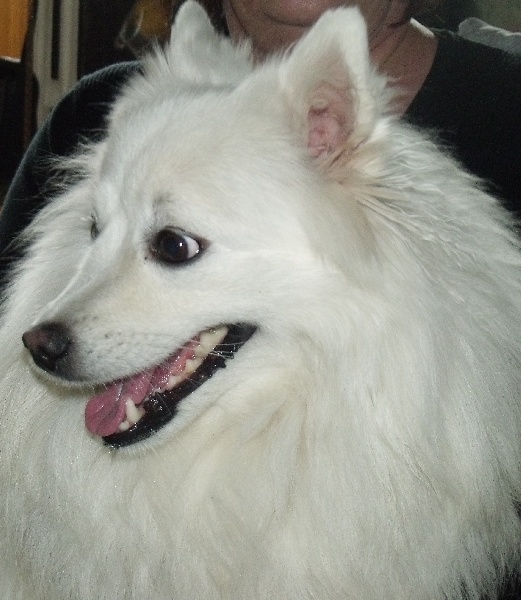 Emiko Of Fantasia Lover Land