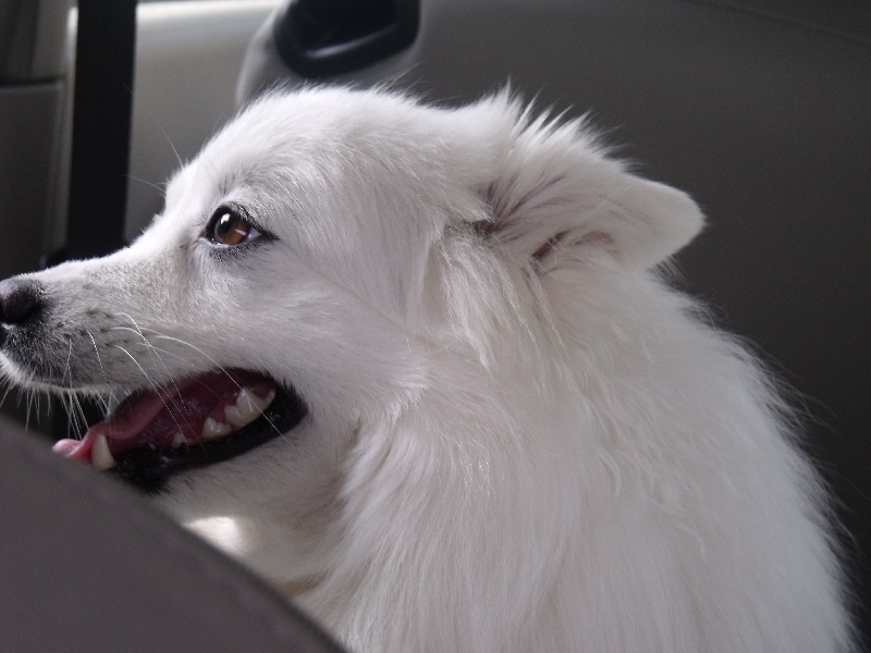 Emiko Of Fantasia Lover Land