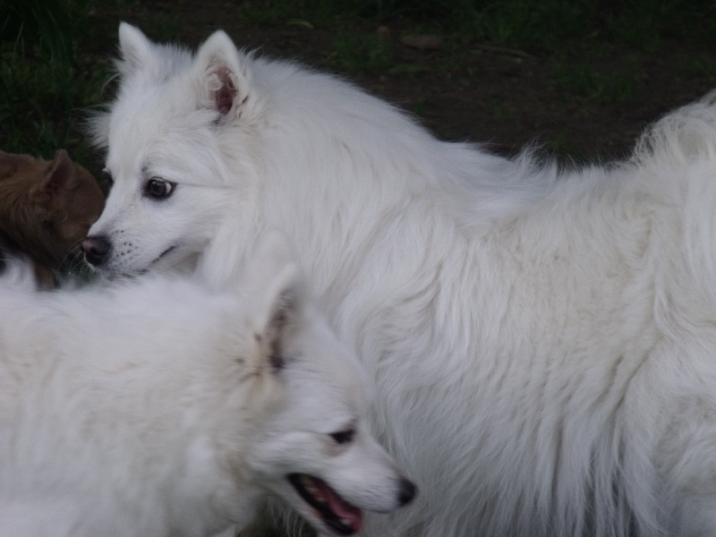 Emiko Of Fantasia Lover Land