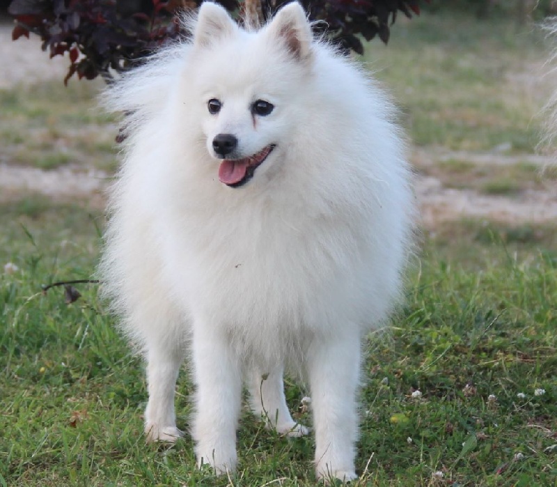 Publication : du Pays de Brocéliande Auteur : legros laetitia