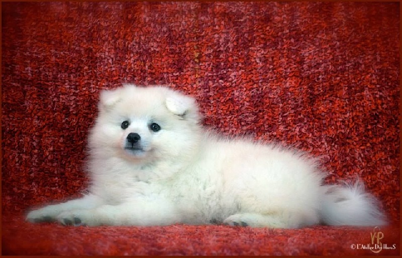 CH. J'kimilou white snow Of Fantasia Lover Land