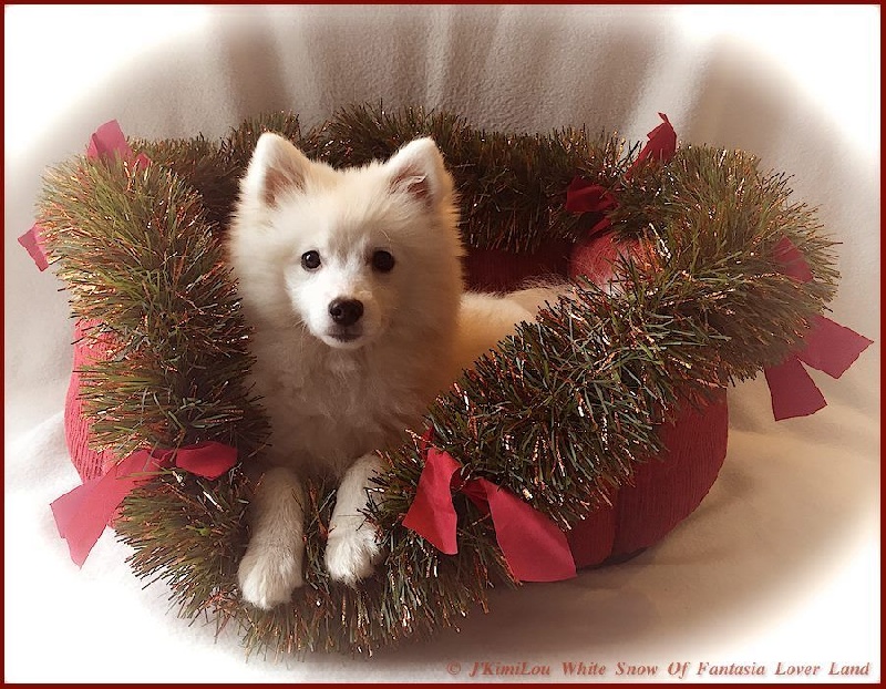 CH. J'kimilou white snow Of Fantasia Lover Land