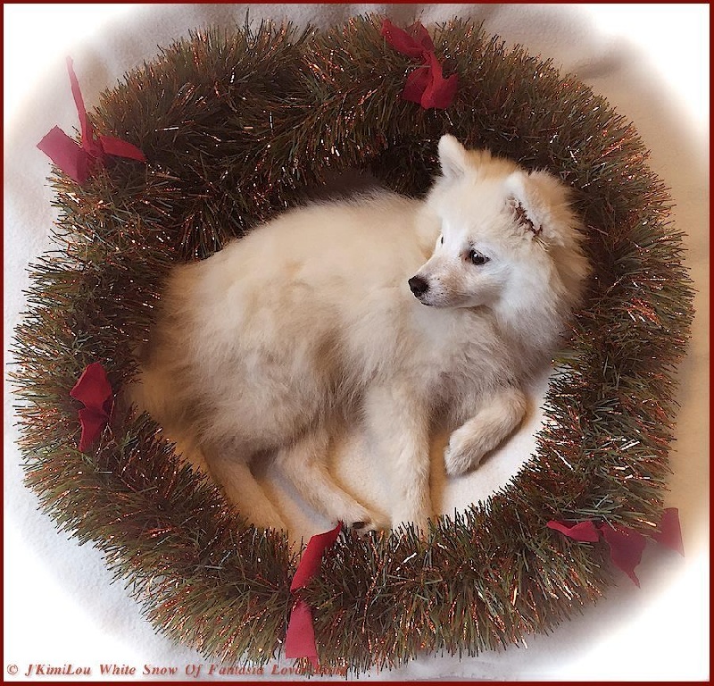 CH. J'kimilou white snow Of Fantasia Lover Land