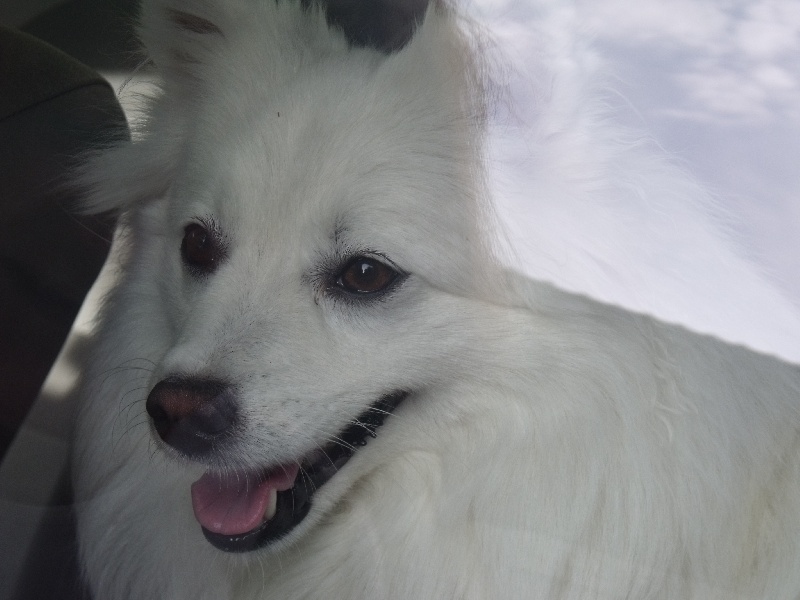 Emiko Of Fantasia Lover Land