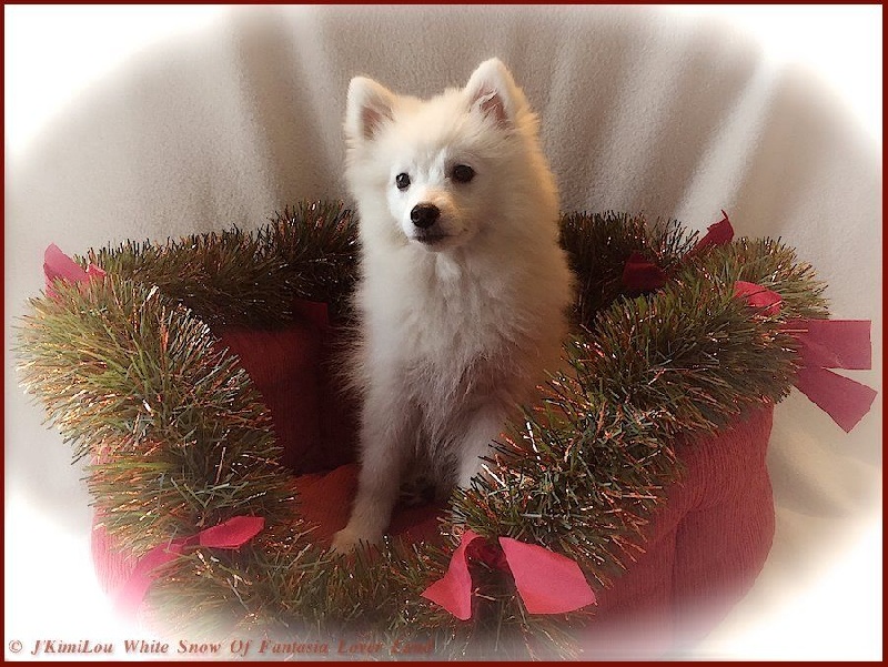 CH. J'kimilou white snow Of Fantasia Lover Land