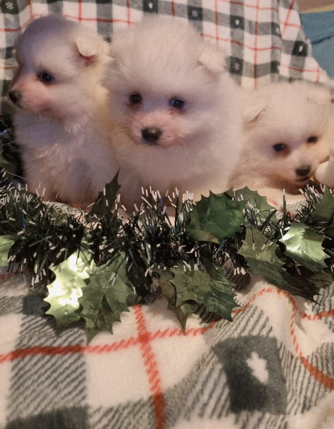 Spitz japonais - Of Fantasia Lover Land