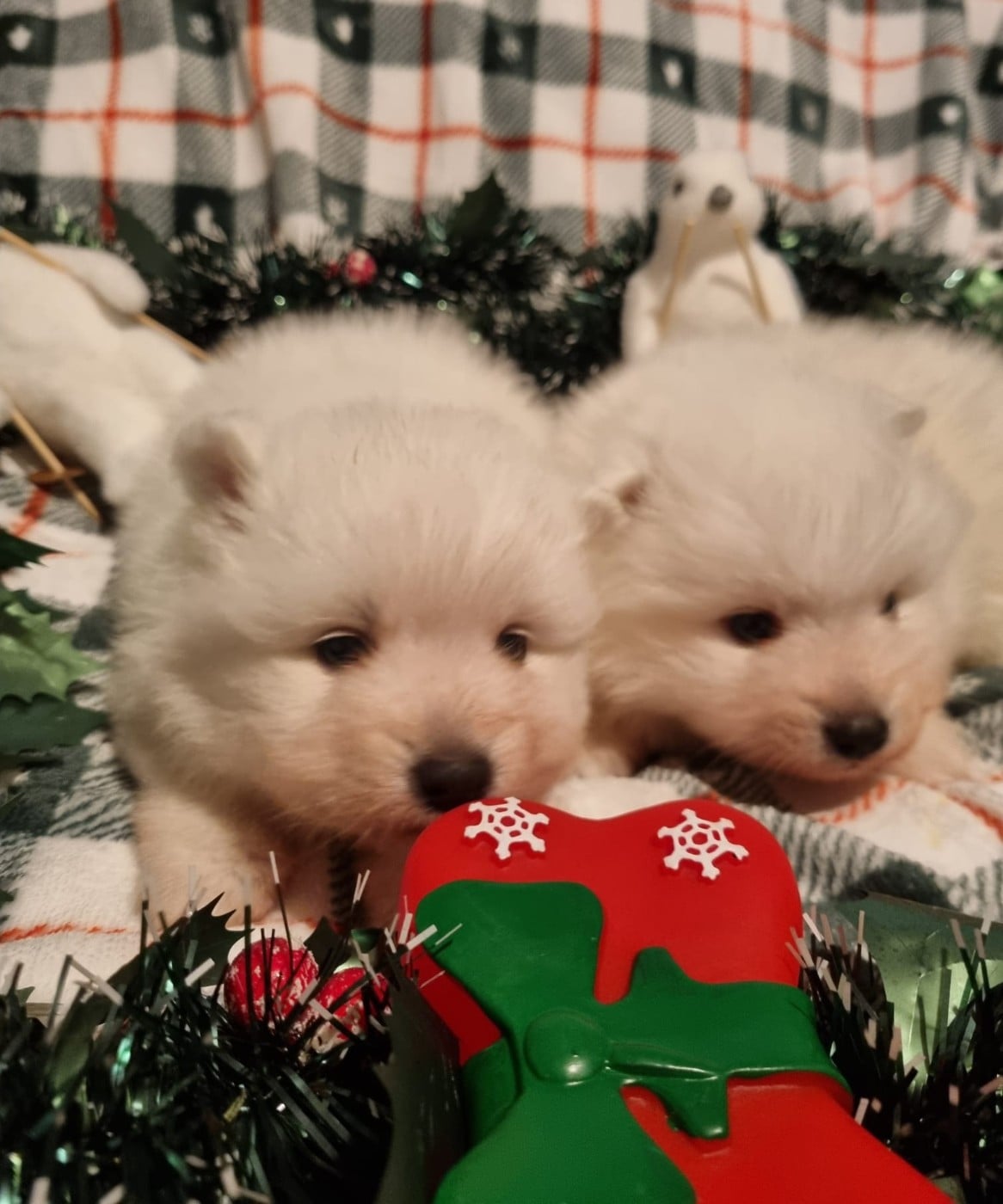 Spitz japonais - Of Fantasia Lover Land