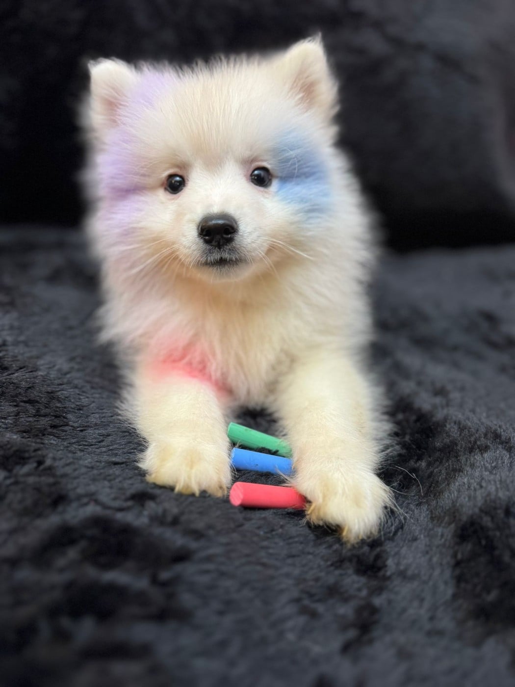 Spitz japonais - Of Fantasia Lover Land