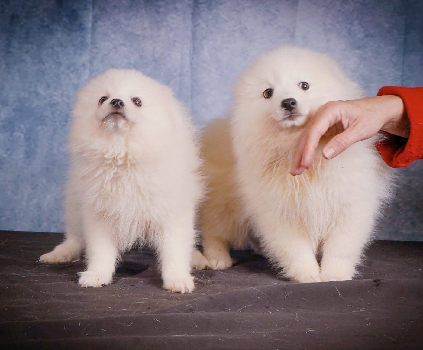 Spitz japonais - Of Fantasia Lover Land