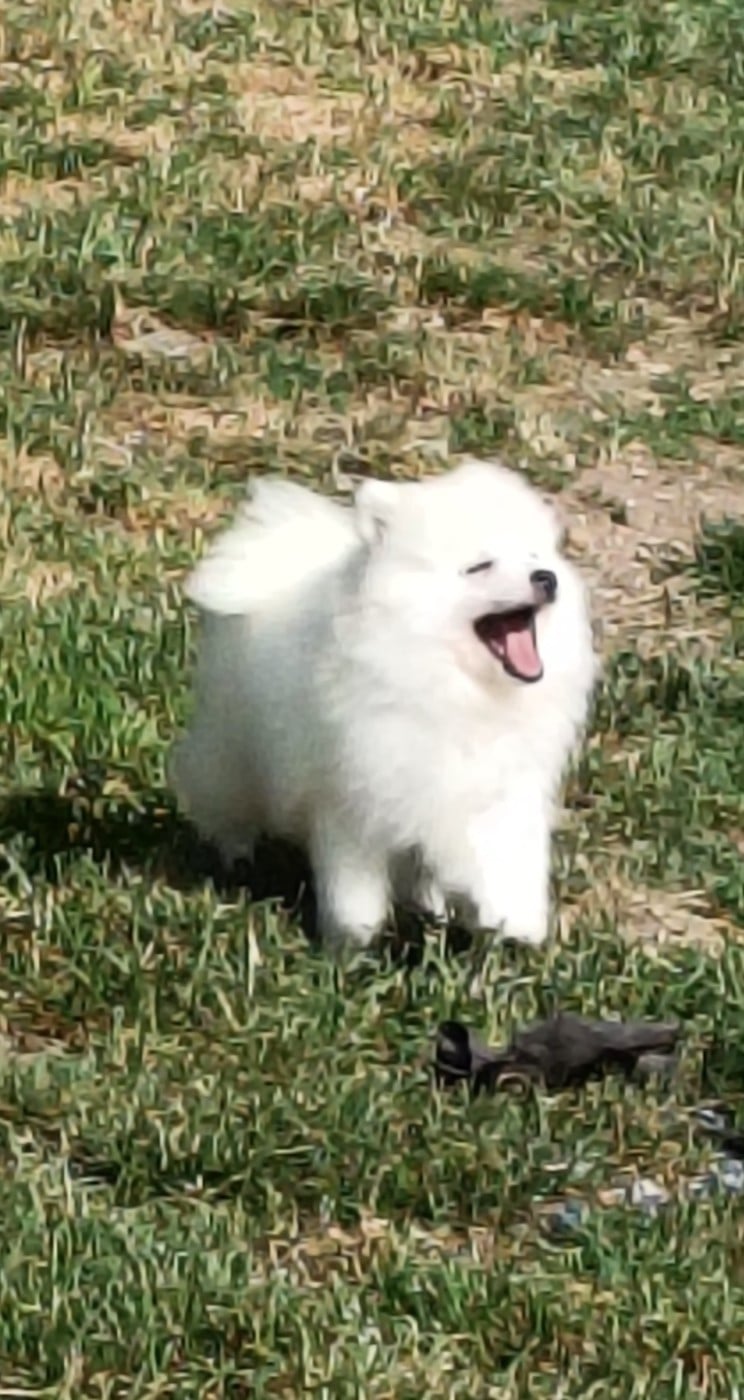 Spitz japonais - Of Fantasia Lover Land