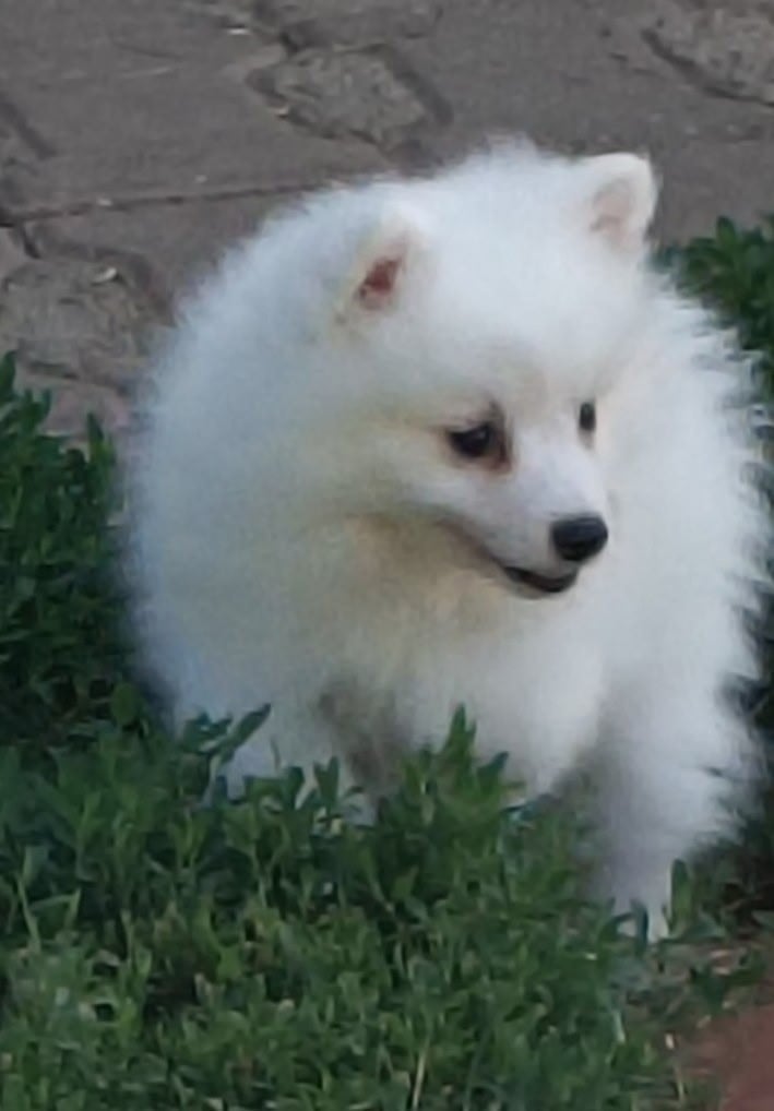 BORN THIS WAY - Spitz japonais