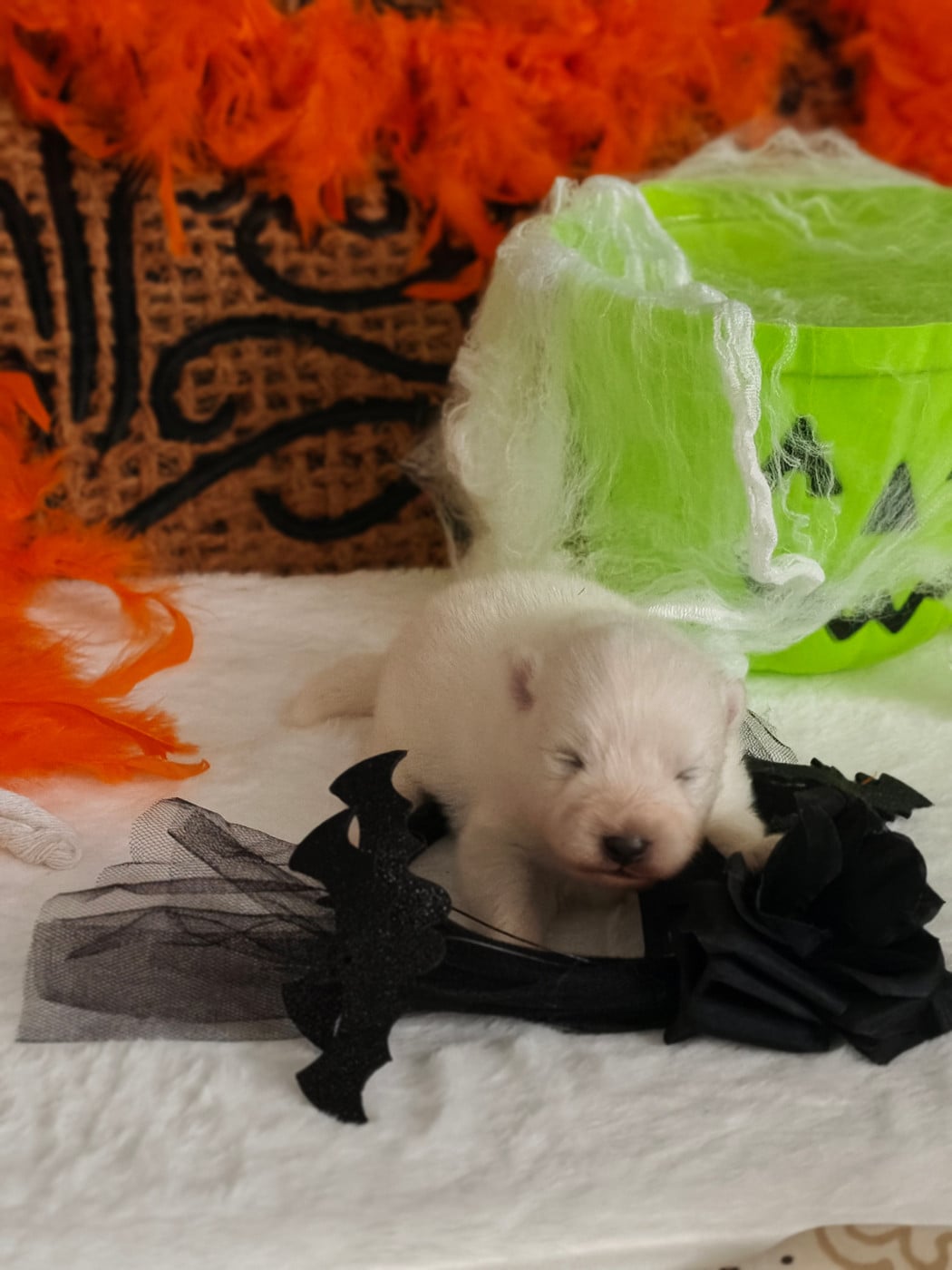 BORN TO BE A STAR