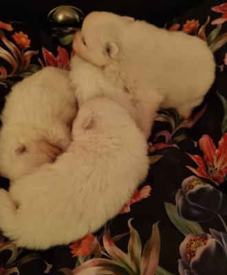 Les chiots de Spitz japonais