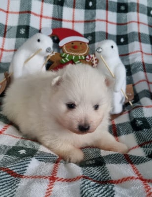 Les chiots de Spitz japonais