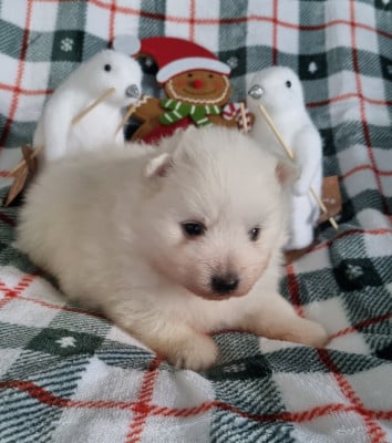 Les chiots de Spitz japonais