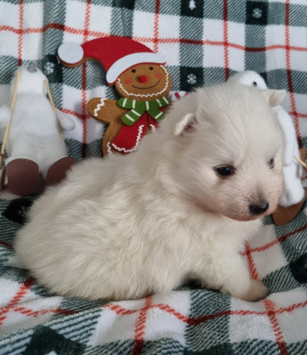 Les chiots de Spitz japonais