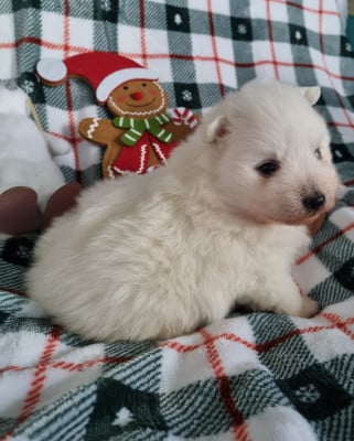 Les chiots de Spitz japonais