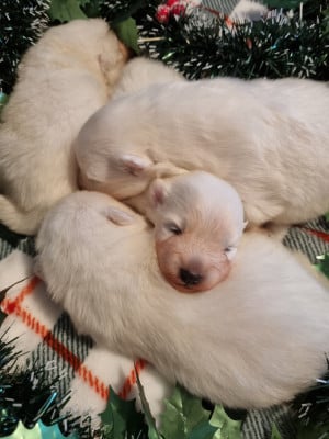 Les chiots de Spitz japonais