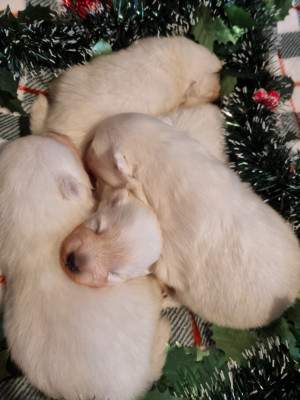 Les chiots de Spitz japonais